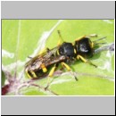 Ectemnius continuus - Grabwespe w04a 10mm - OS-Wallenhorst-Tongrube-det.jpg